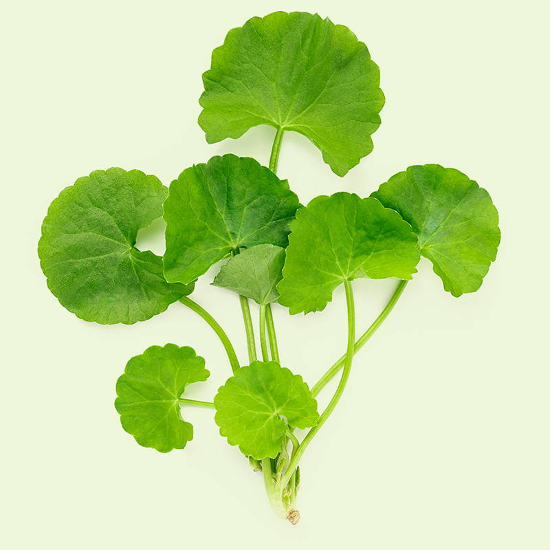 Centella Asiatica