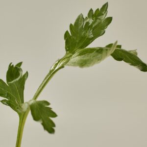Matte Sun Stick : Mugwort+Camelia (SPF 50+ PA++++)