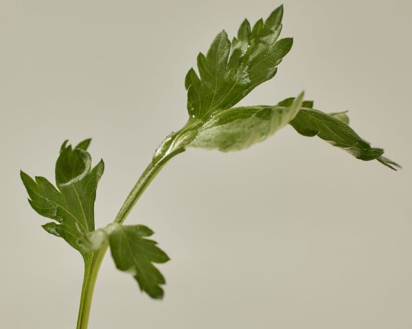 Matte Sun Stick : Mugwort+Camelia (SPF 50+ PA++++) – Image 5