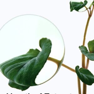 Heartleaf 77% Soothing Toner
